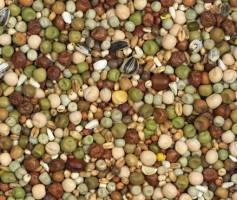 papa bun  - 7636image001th.jpg